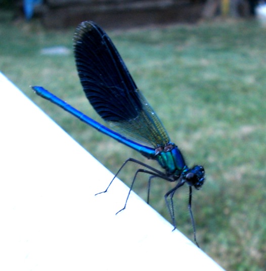 Platycnemis pennipes e Calopteryx splendens